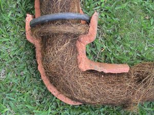 Tree Roots: A Threat to Sewer Lines