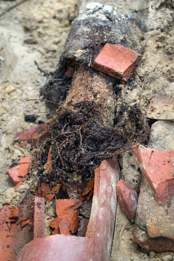 Telltale Signs Tree Roots Are Invading Your Sewer Lines