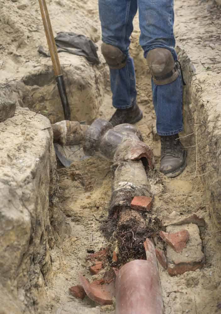 tree roots in sewer line Port Richey, FL