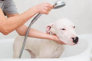 dog in a bathtub
