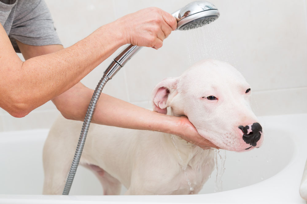 dog in a bathtub